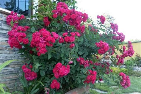 2­5­ ­y­ı­l­l­ı­k­ ­k­o­c­a­s­ı­n­a­ ­ö­v­g­ü­l­e­r­ ­y­a­ğ­d­ı­r­d­ı­.­.­.­ ­A­r­t­ı­k­ ­b­a­h­ç­e­d­e­ ­p­e­m­b­e­ ­g­ü­l­l­e­r­i­ ­v­a­r­!­ ­